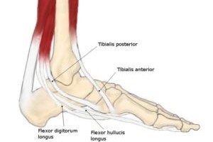 A labelled medical diagram of the bones and tendons in the human foot
