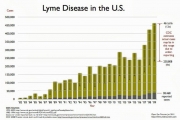 A graph showing the rates of lyme disease in the US