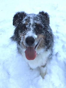 A photo of a dog in the snow.