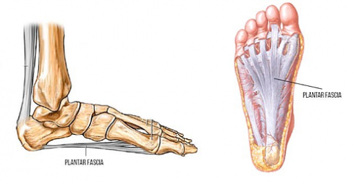 A medical drawing of the anatomy of the human foot.