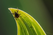 LYME & TICK BORNE ILLNESS PREVENTION AND EARLY TREATMENT