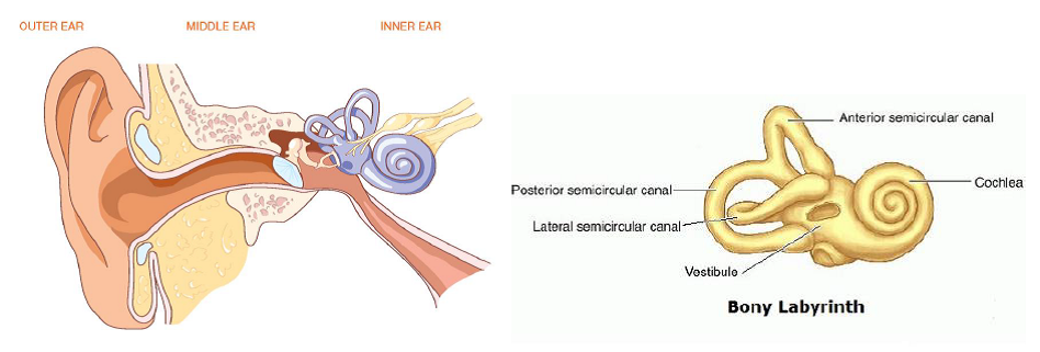 Functional Dry Needling - PT360