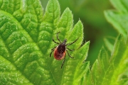 TICK-BORNE ILLNESS PREVENTION AND EARLY TREATMENT - REVISTED!