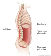 Breathing and Core Stability - Align Integration & Movement