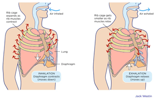 Breathing and Core Stability - Align Integration & Movement