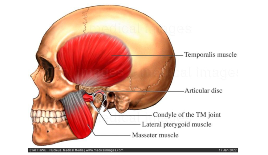 temporomandibular joint