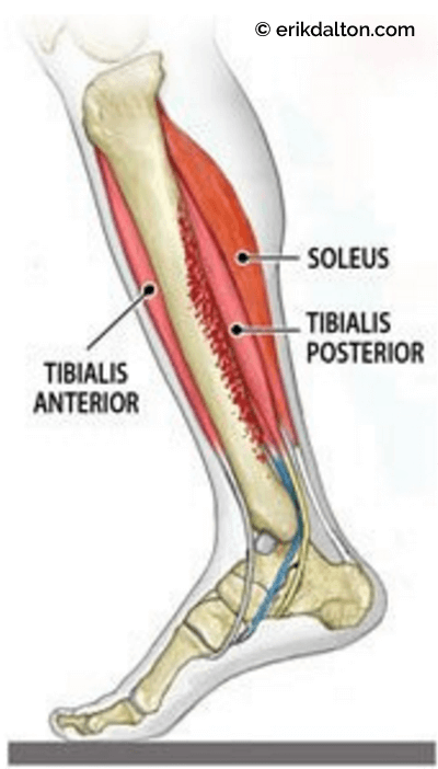 Hold on to Your Tibias: The Anatomy and Causes of Shin Splints