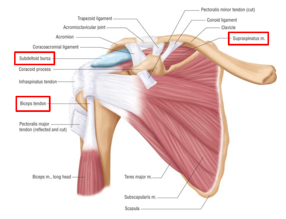 The Benefits of Physiotherapy for Shoulder Pain Relief