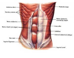 A medical drawing of muscles in the abdominal region.