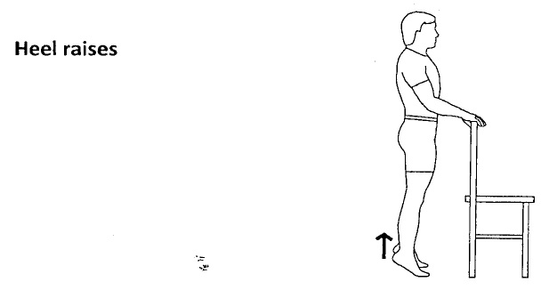A line drawing of the proper form for heel raise exercises.